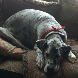 Meet your Posher, Barbara